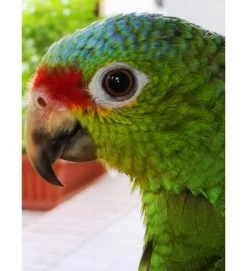 AMAZZONE FRONTE ROSSA – AMAZONA AUTUMNALIS