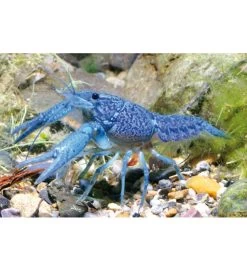 PROCAMBERUS ARAGOSTINA