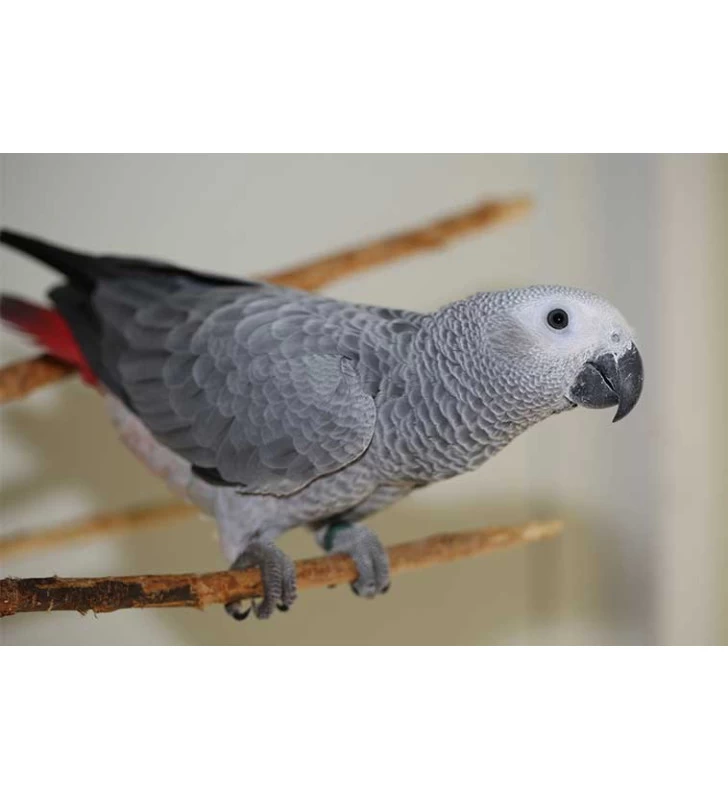 CENERINO CODA ROSSA 3 CENERINO CODA ROSSA