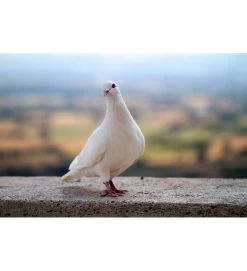 COLOMBA BIANCHE PER MATRIMONI -Negozio Di Animali colomba bianche per matrimoni 2