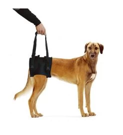 LEOPET PROFI DOG SUPPORTI PER GLI ARTI POSTERIORI -Negozio Di Animali leopet profi dog supporti per gli arti posteriori 4