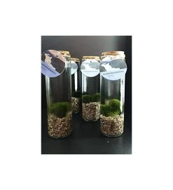 MARIMO IN VASO CILINDRICO TAPPO IN SUGHERO A DUE ALGHE