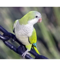 PARROCCHETTO MONACO MUTATO