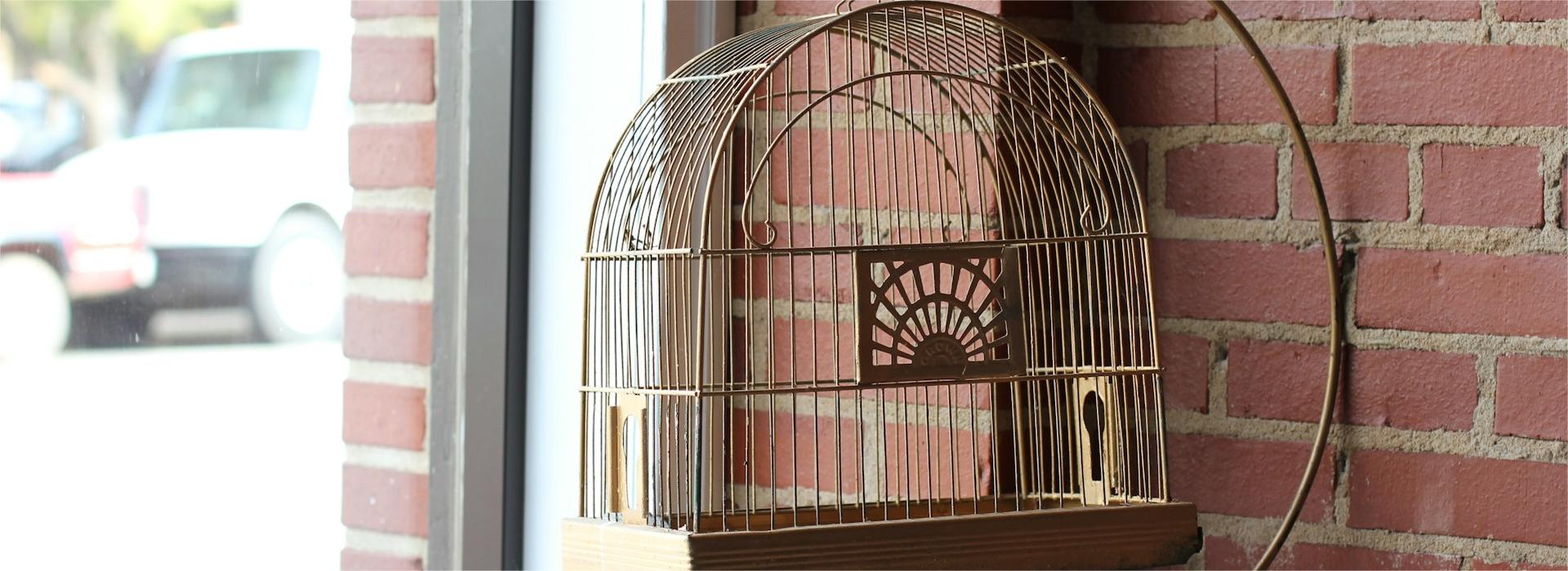 Negozio Di Animali -Negozio Di Animali billy lovecraft XyCooSX7hD0 unsplash